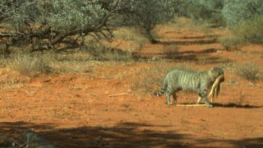 Viral Pic of Giant Feral Cat Carrying 6kg Sand Goanna in Its Jaws at Simpson Desert Will Intrigue You About Weird and Wonderful Wildlife of Australia!