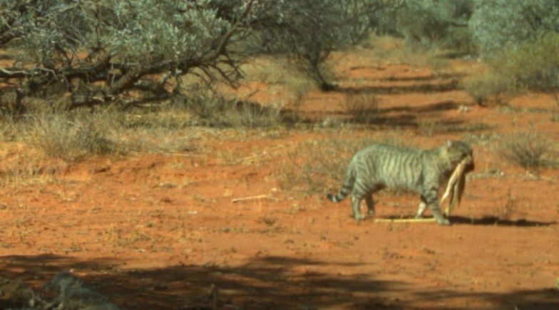 Pic of Giant Feral Cat Carrying 6kg Sand Goanna in Its Jaws at Simpson Desert Will Intrigue You