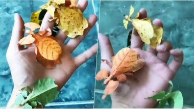 Video of Colourful Leaf Insects Go Viral! 6 Quick Facts to Know About Phylliidae or Walking Leaves
