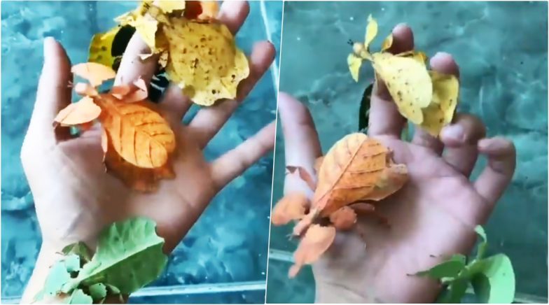 Video of Colourful Leaf Insects Go Viral! 6 Quick Facts to Know About Phylliidae