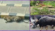 Animals Reclaiming The World in Photos & Videos: From Leopard in Hyderabad to Gaur in Assam, 5 Instances of Wild Animals in India on The Loose