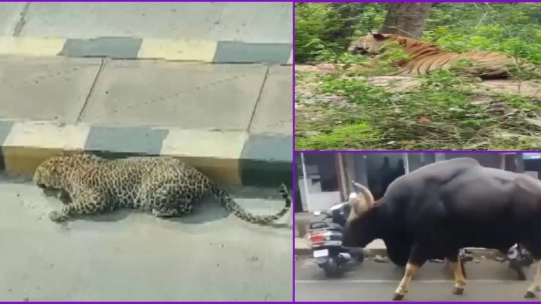Animals Reclaiming The World in Photos & Videos: From Leopard in Hyderabad to Gaur in Assam, 5 Instances of Wild Animals in India on The Loose