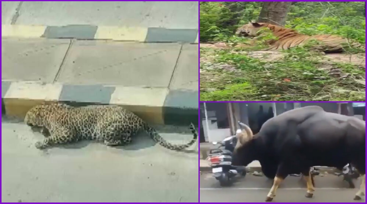 Animals Reclaiming The World in Photos & Videos: From Leopard in Hyderabad  to Gaur in Assam, 5 Instances of Wild Animals in India on The Loose | 👍  LatestLY