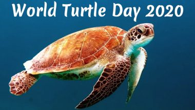 World Turtle Day 2020 Date And Significance: History & Celebrations of the Observance That Promotes Survival of Turtles And Tortoises