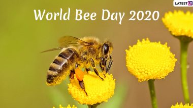 World Bee Day 2020 Date and Theme: Know History and Significance of The Day Raising Awareness About The Pollinators