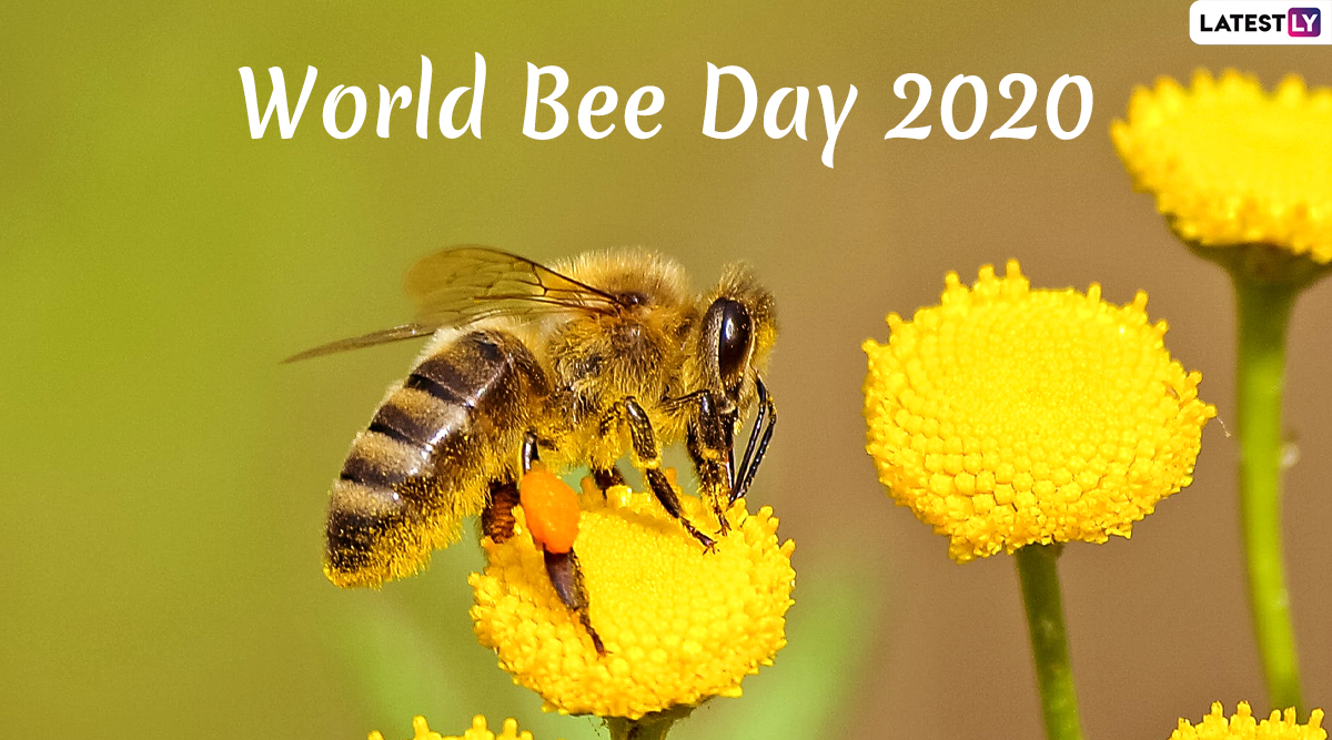 World Bee Day Date And Theme Know History And Significance Of The Day Raising Awareness About The Pollinators Latestly