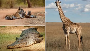 Giraffes, Crocodiles and Tigers, Here’s How You Can Adopt Wild Animals, Donate and Help the Indian Zoos