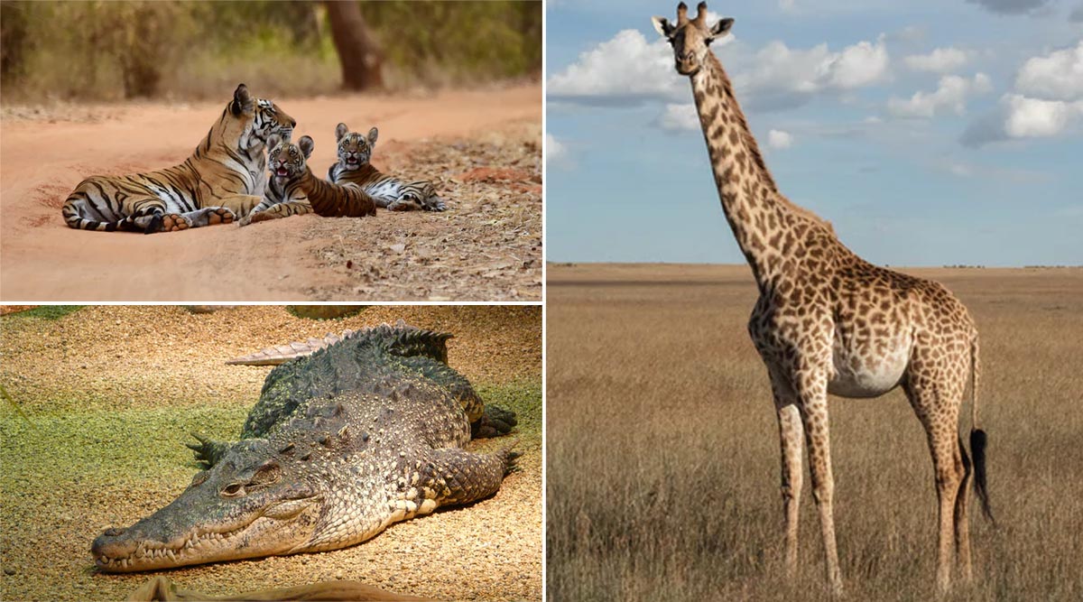 viral-news-giraffes-crocodiles-and-tigers-here-s-how-you-can-adopt