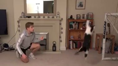 Chris Dixon's Wonder Cat Named Meownuel Neuer Would Give Best Goalkeepers a Run for Their Money (Watch Viral Video)