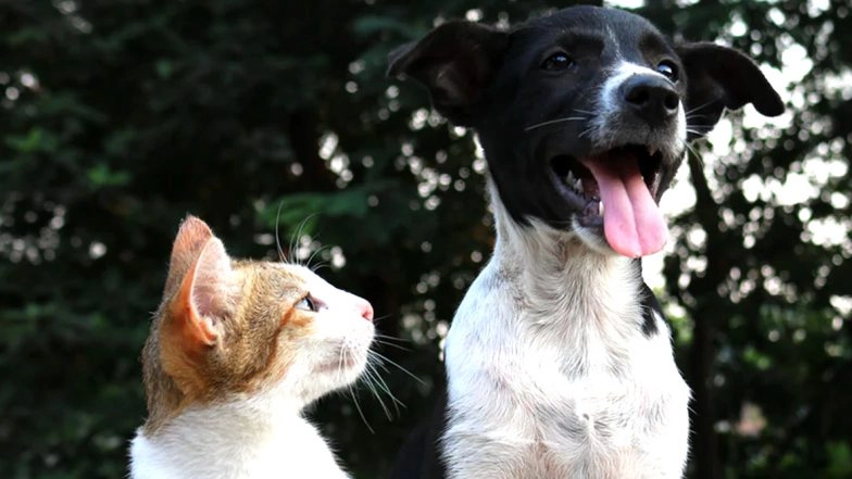 Naked Australian Man Fights Python to Rescue Pet Cat! Other Instances of Bravery Where Hoomans Have Risked Their Lives to Save Animals (Watch Videos)