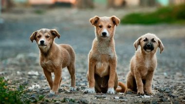 Pet Food Sales Soar 20% in 2020 as Pet Adoption Increased During Lockdown