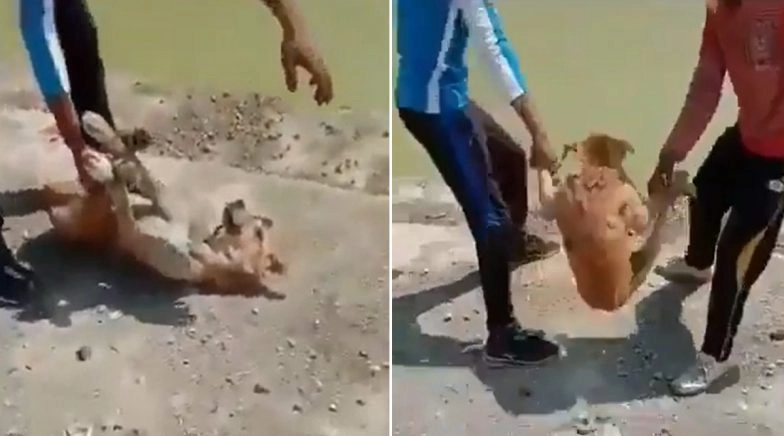 PETA India Identifies Teenagers Who Drowned Dog in Viral TikTok Video