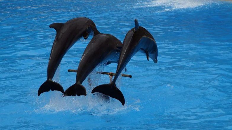 Uttar Pradesh: Dolphin Reserve Being Planned in Hastinapur Wildlife Sanctuary to Boost Ecotourism