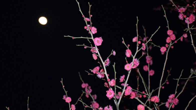 Super Flower Moon 2020 Date and Time: How and When to See the Fourth and Final Supermoon of This Year