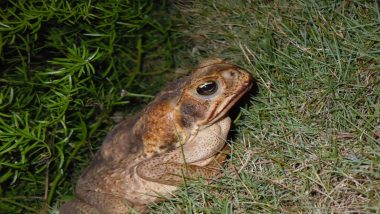 After Salazar Slytherin Snake, Three New Horned Frog Species Discovered From North East India; Know More