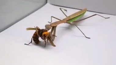 Murder Hornet Eaten by Praying Mantis in Viral Video! Twitterati Churn Out Hilarious Memes and Jokes As Old Clip of Bug Eating Asian Giant Hornet Resurfaces Online