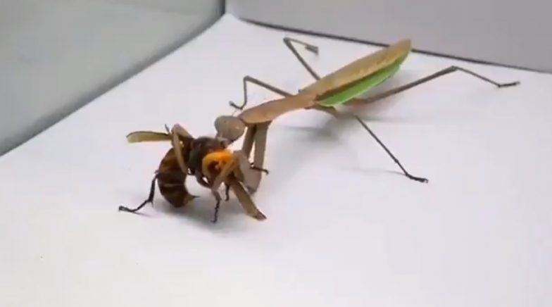 Murder Hornet Eaten by Praying Mantis in Viral Video! 