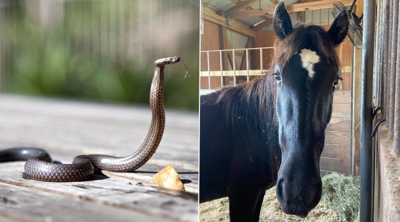 Venomous Snake Bite Kills Nearly Two-Year-Old Wild Horse Valor in North Carolina
