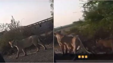 Viral Video of Lion Family Claiming to be From Dhaula Kaun Delhi Cantt Road is Not True, Experts Say