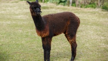 Belgian Llama Winter Holds Key in Coronavirus Treatment, Antibodies From This Mammal Can Help Block COVID-19, Says Study