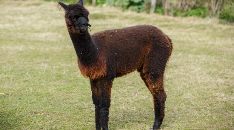 Belgian Llama Winter Holds Key in Coronavirus Treatment
