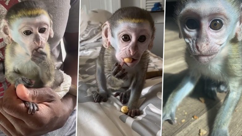Mojo, The Monkey is the Latest TikTok Sensation, Adorable Videos Document The Baby Primate Growing up with His Pet Parents