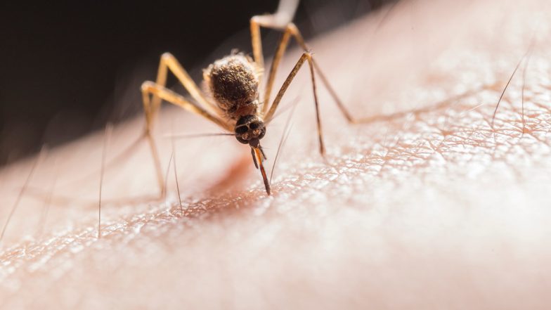 National Dengue Day 2020: From Tulsi to Garlic Cloves to Coffee Grounds, 6 Natural Mosquito Repellents for Your Home