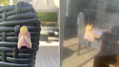 Rosy Maple Moth Pays Surprise Visit to This Twitter User! Viral Thread Captures the Beautiful Pink and Yellow-Hued Candy Floss Bug Resting at the Deck (View Pics)