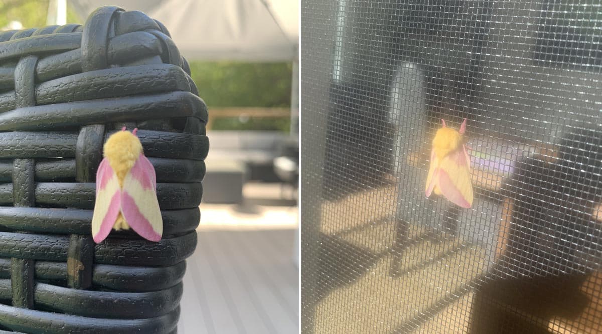 What Are Rosy Maple Moths? - Viral Pink and Yellow Moth Photo