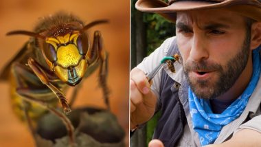 YouTuber Coyote Peterson Lets a Murder Hornet Sting Him! Old Scary Video Resurfaces Online After Asian Giant Hornets Spotted in US