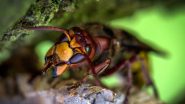 Murder Hornets Can Cause Ecological Risks! Here Is How Scientists Planing to Eradicate the Asian Giant Hornet Spotted in the US for the First Time