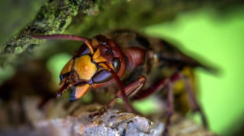 Scientits Plan to Eradicate Murder Hornets As the Asian Giant Hornets Can Cause Ecological Risk