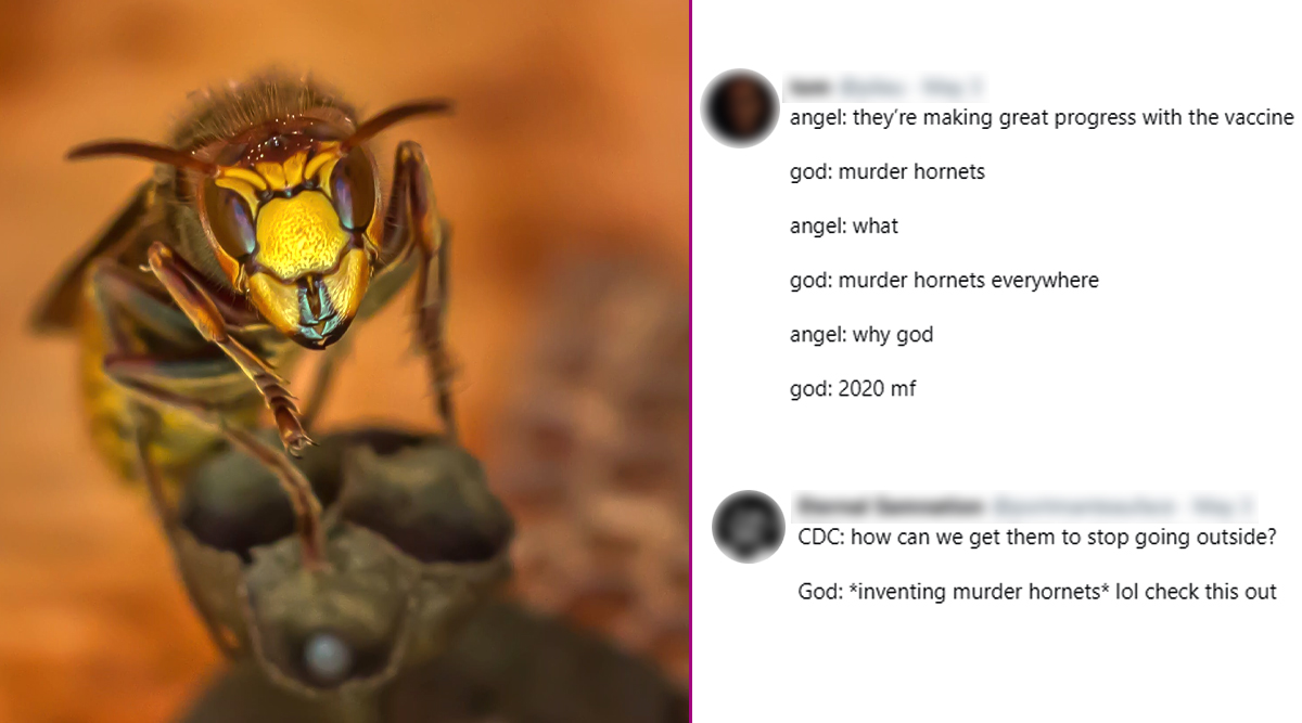 Murder Hornets Funny Memes And Jokes Take Over Twitter Displaying