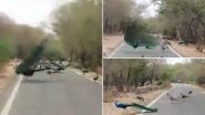 Animals Are Reclaiming the World Series: Peacocks Cause Beautiful &lsquo;Traffic Jam&rsquo; on the Road As Humans Stay Indoors, Watch Video