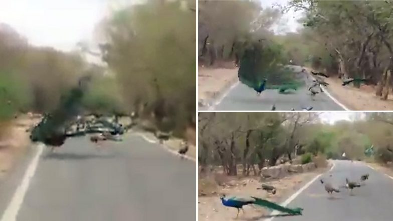 Animals Are Reclaiming the World Series: Peacocks Cause Beautiful ‘Traffic Jam’ on the Road As Humans Stay Indoors, Watch Video