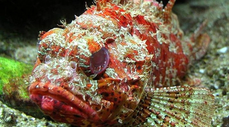 Bandtail Scorpionfish, Rare Marine Species Discovered in the Gulf of Mannar, Kochi  