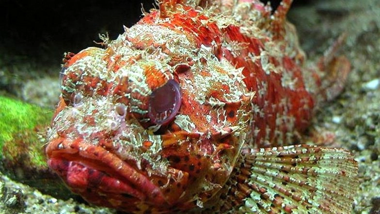 Bandtail Scorpionfish, Rare Marine Species With Ability to Change Colour Discovered in the Gulf of Mannar, Kochi