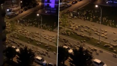 Hundreds of Sheep Flock on Empty Turkey Streets Is Another Example of How Animals Are Reclaiming Cities While the World Is in Lockdown (Watch Viral Video)