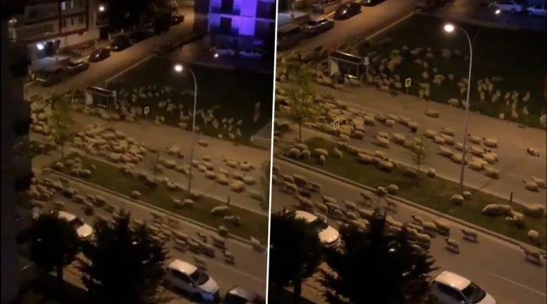 Hundreds of Sheep Flock on Empty Streets in Turkey, Watch Video 