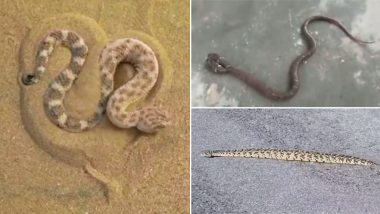 Viral Snake Videos: From Snake Inside ATM to Viper Hiding in Sand, These Videos of Crawling Reptiles Will Scare The Daylights Out of You
