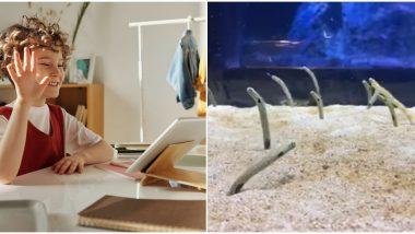 Eels With Feels! Japanese Aquarium Wants People to Video Call Their Shy Eels Who Are Getting Lonely During Lockdown (Watch Video)