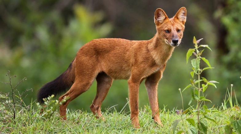 Dhole, Rare Whistling Dogs Spotted in Gujarat First Time in 50 Years
