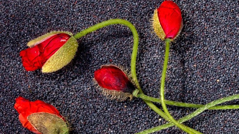 Poppy Seeds Health Benefits: From Better Sleep to Strong Immune System, Here Are Five Reasons to Have Khus Khus