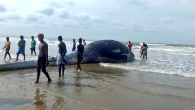 Carcass of Huge 35-Foot-Long Whale Washes Ashore West Bengal's Mandarmani Beach, View Pics