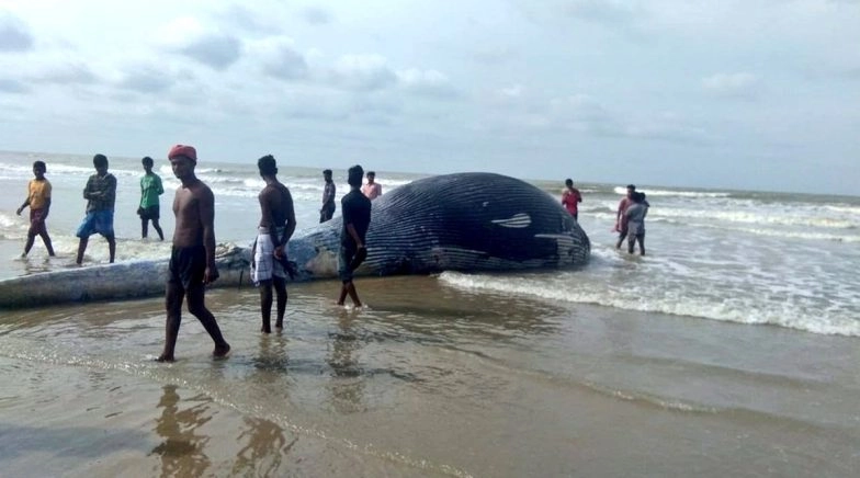 Carcass of Huge 35-Foot-Long Whale Washes Ashore West Bengal's Mandarmani Beach, See Pics