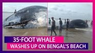 35-Foot Huge Whale Washes Up On Mandarmani Beach In West Bengal