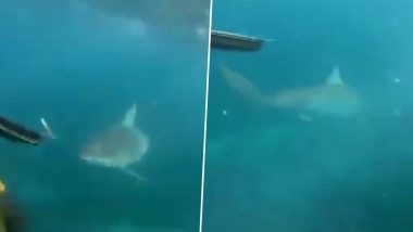 Terrifying Video of Shark Chasing Teens Spearfishing at Bulli Point in Wollongong Will Send Shivers Down the Spine!