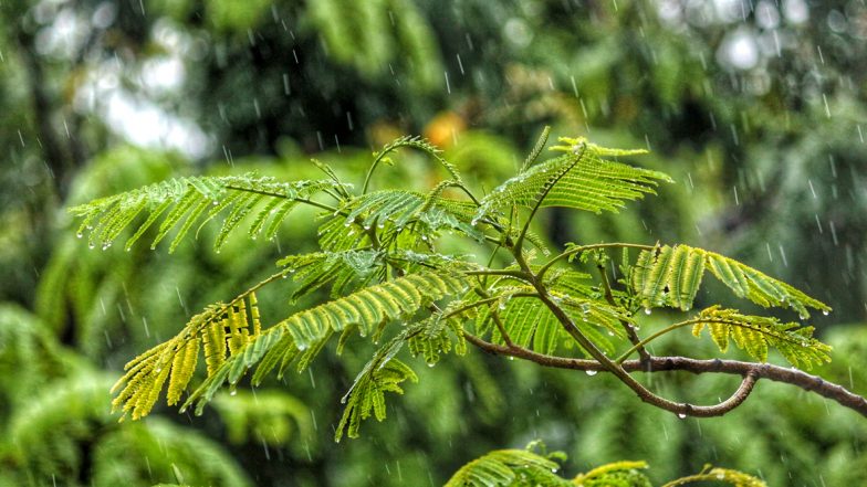 Monsoon 2020 Health Tips: 5 Dos And Don&rsquo;ts To Keep Diseases at Bay This Rainy Season