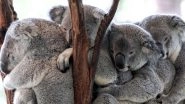 Winter in Australia Pics & Videos: From Snowfall to Cuddled-Up Koalas, Mesmerising Winters Day 1 Posts From the Land of Kangaroos Have Taken Over Twitter!
