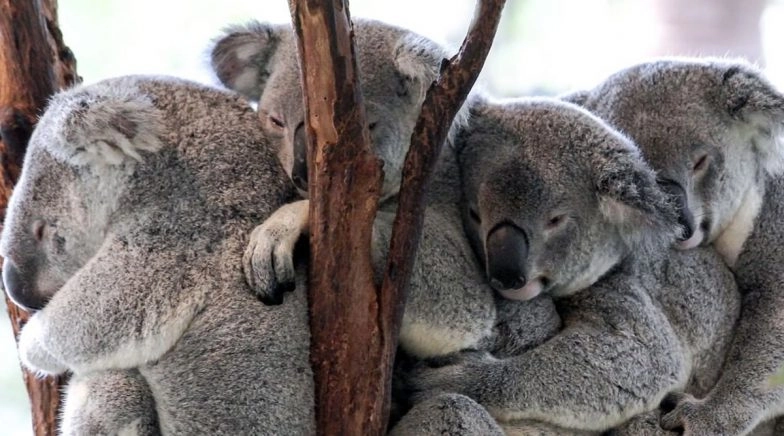 Winter in Australia Pics & Videos: From Snowfall to Cuddled-Up Koalas, Winters Day 1 Posts